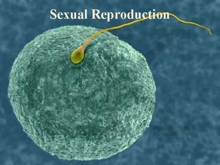Sexual Reproduction 