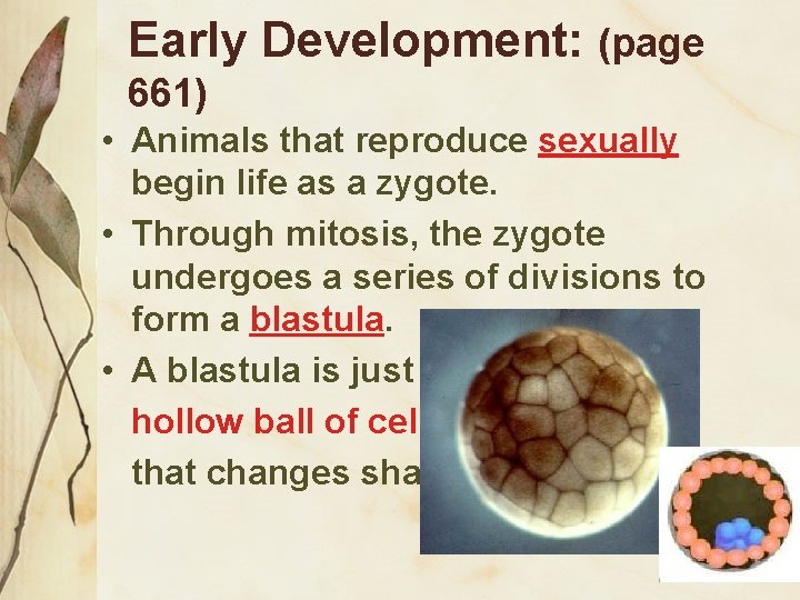 Early Development: (page 661) • Animals that reproduce sexually begin life as a zygote.