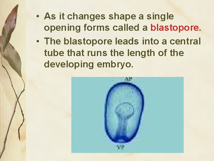  • As it changes shape a single opening forms called a blastopore. •
