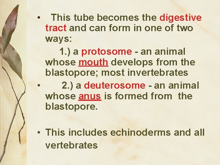  • This tube becomes the digestive tract and can form in one of