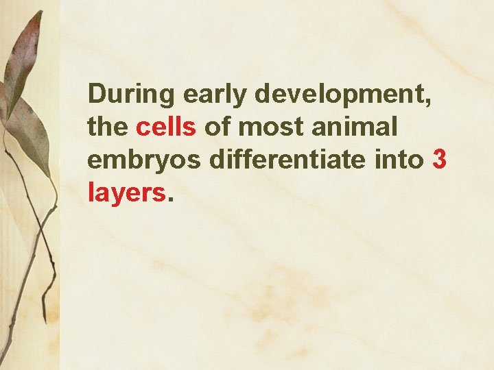 During early development, the cells of most animal embryos differentiate into 3 layers. 