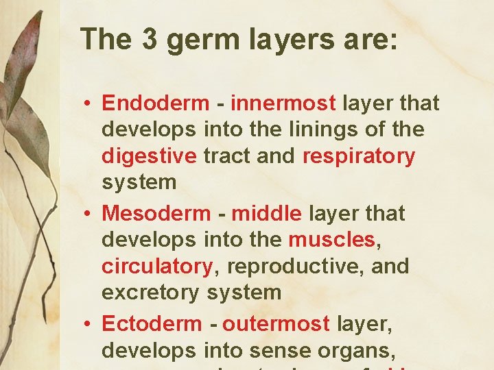 The 3 germ layers are: • Endoderm - innermost layer that develops into the