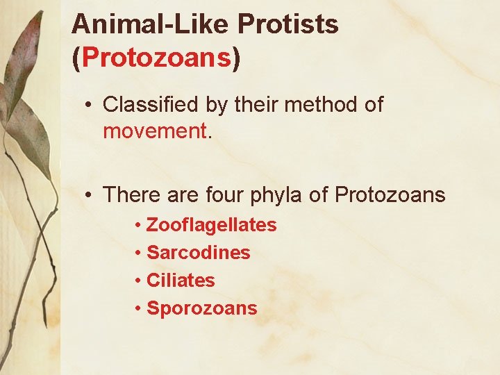 Animal-Like Protists (Protozoans) • Classified by their method of movement. • There are four