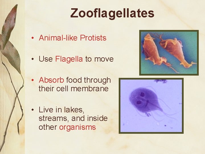 Zooflagellates • Animal-like Protists • Use Flagella to move • Absorb food through their