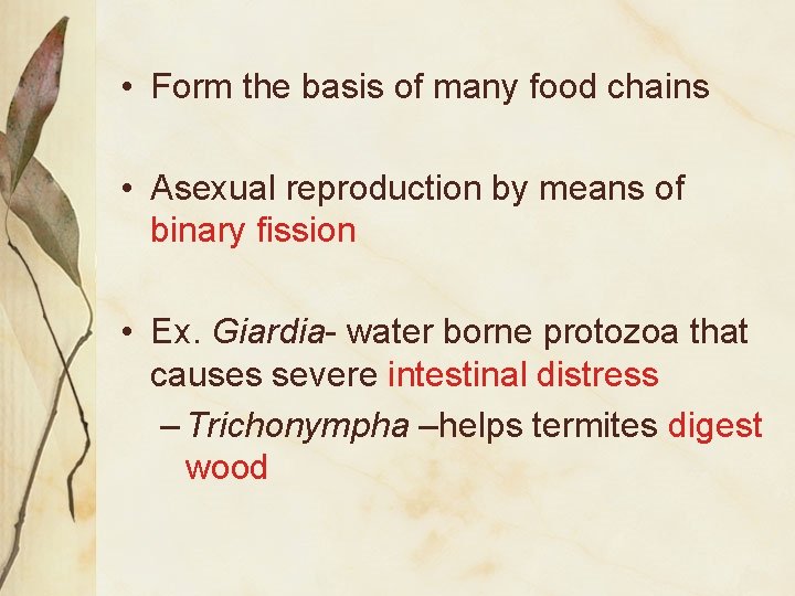  • Form the basis of many food chains • Asexual reproduction by means