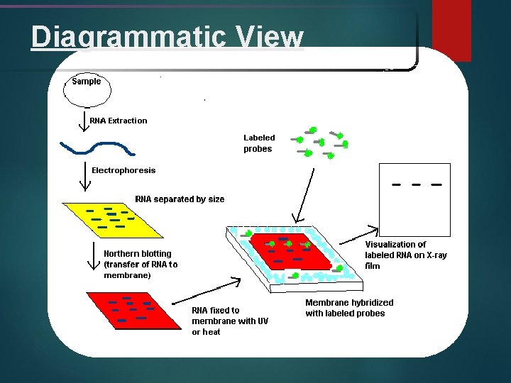 Diagrammatic View 