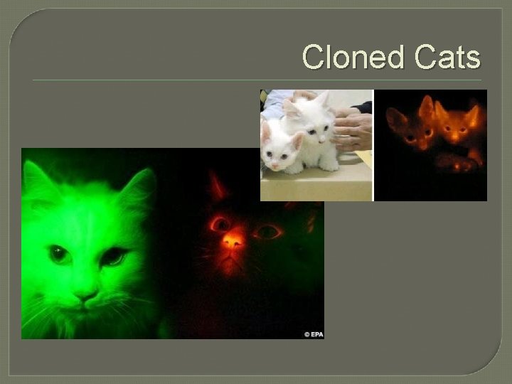 Cloned Cats 