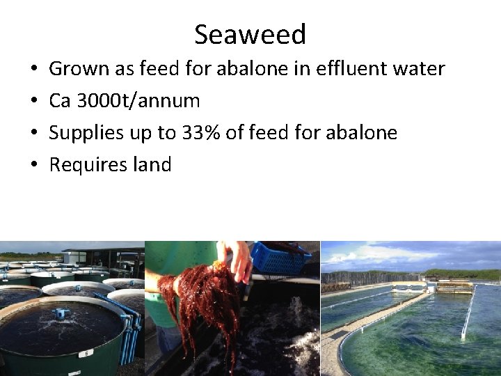 Seaweed • • Grown as feed for abalone in effluent water Ca 3000 t/annum
