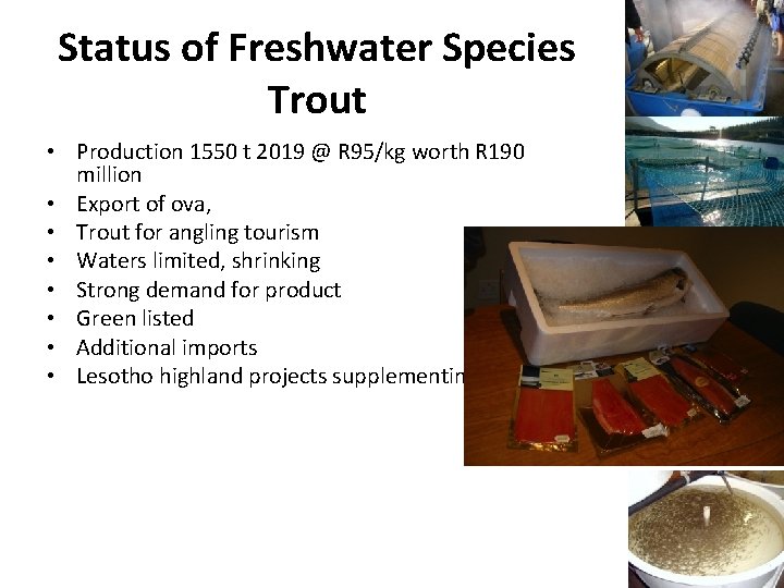 Status of Freshwater Species Trout • Production 1550 t 2019 @ R 95/kg worth