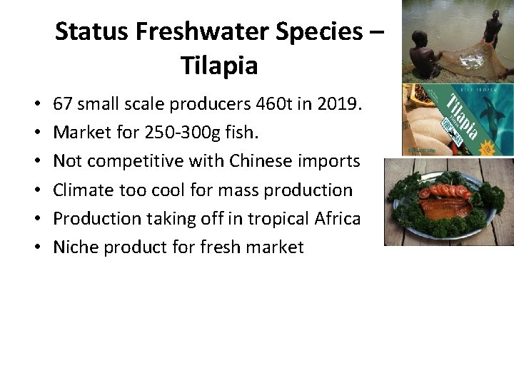 Status Freshwater Species – Tilapia • • • 67 small scale producers 460 t