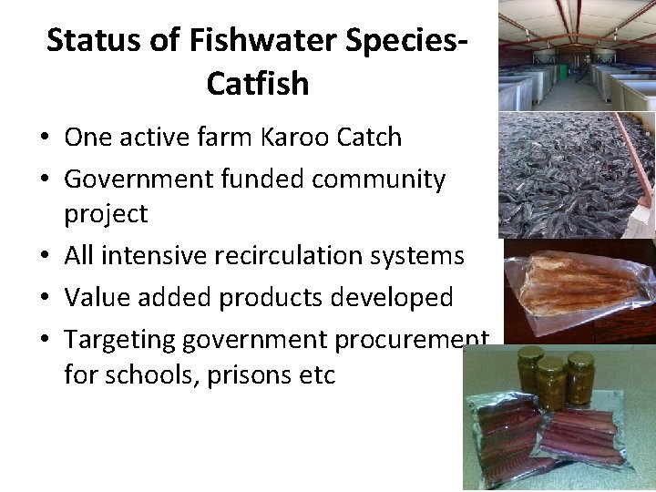 Status of Fishwater Species. Catfish • One active farm Karoo Catch • Government funded