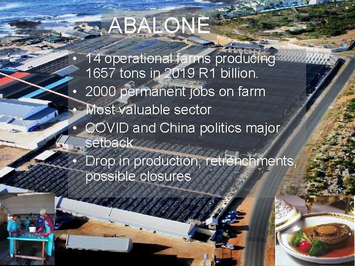 ABALONE • 14 operational farms producing 1657 tons in 2019 R 1 billion. •