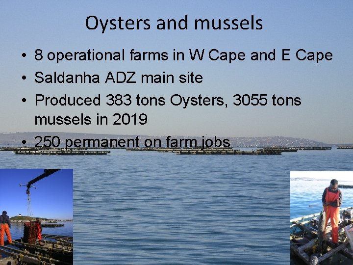 Oysters and mussels • 8 operational farms in W Cape and E Cape •