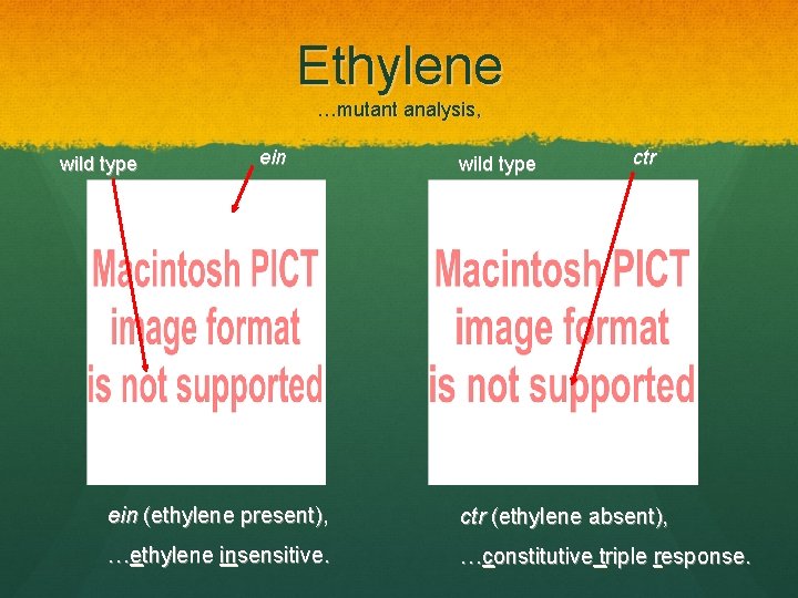 Ethylene …mutant analysis, wild type ein wild type ctr ein (ethylene present), ctr (ethylene