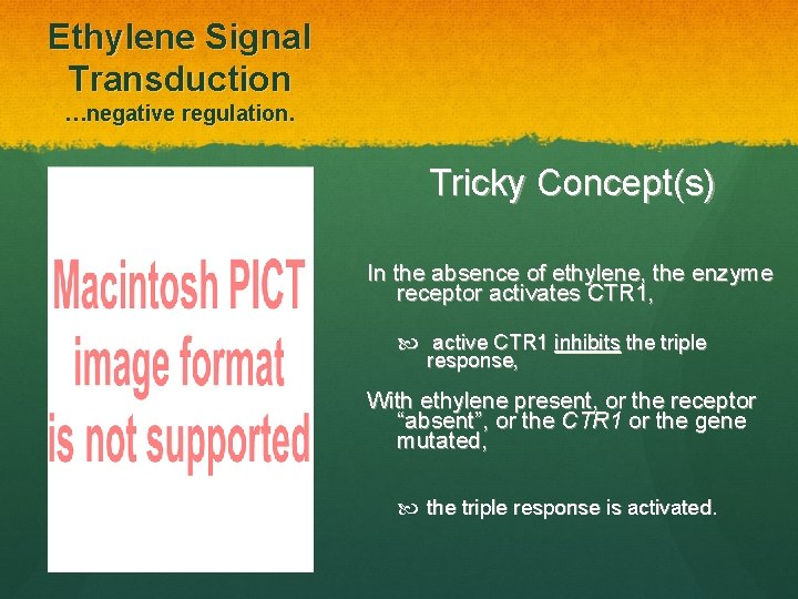 Ethylene Signal Transduction …negative regulation. Tricky Concept(s) In the absence of ethylene, the enzyme