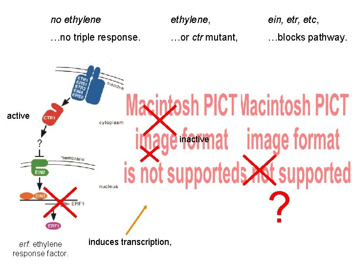 no ethylene, ein, etr, etc, …no triple response. …or ctr mutant, …blocks pathway. active