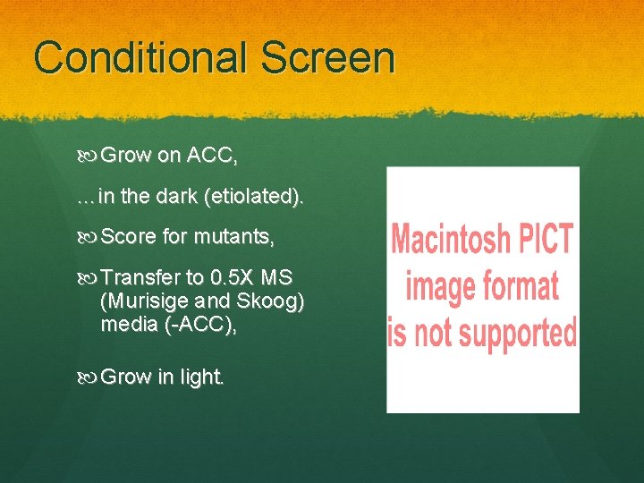 Conditional Screen Grow on ACC, …in the dark (etiolated). Score for mutants, Transfer to