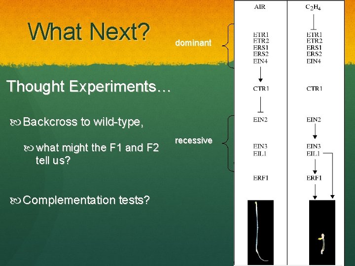 What Next? dominant Thought Experiments… Backcross to wild-type, what might the F 1 and