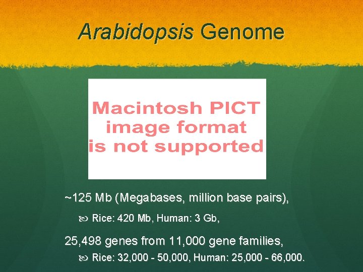 Arabidopsis Genome ~125 Mb (Megabases, million base pairs), Rice: 420 Mb, Human: 3 Gb,