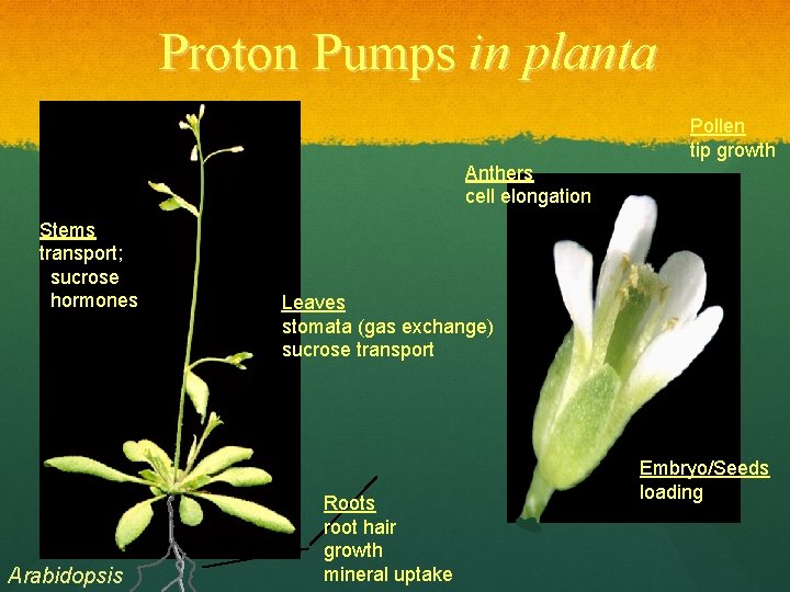 Proton Pumps in planta Pollen tip growth Anthers cell elongation Stems transport; sucrose hormones