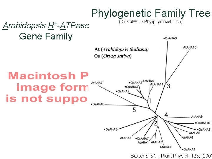 Phylogenetic Family Tree Arabidopsis H+-ATPase (Clustal. W --> Phylip: protdist, fitch) Gene Family Baxter