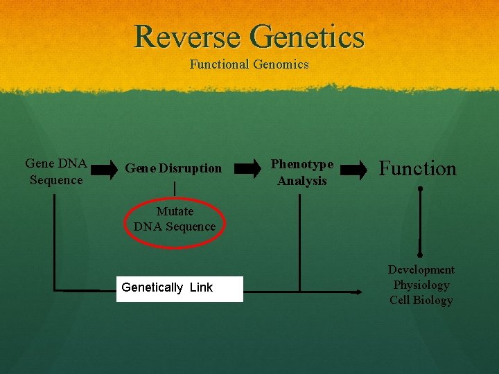 Reverse Genetics Functional Genomics Gene DNA Sequence Gene Disruption Phenotype Analysis Function Mutate DNA