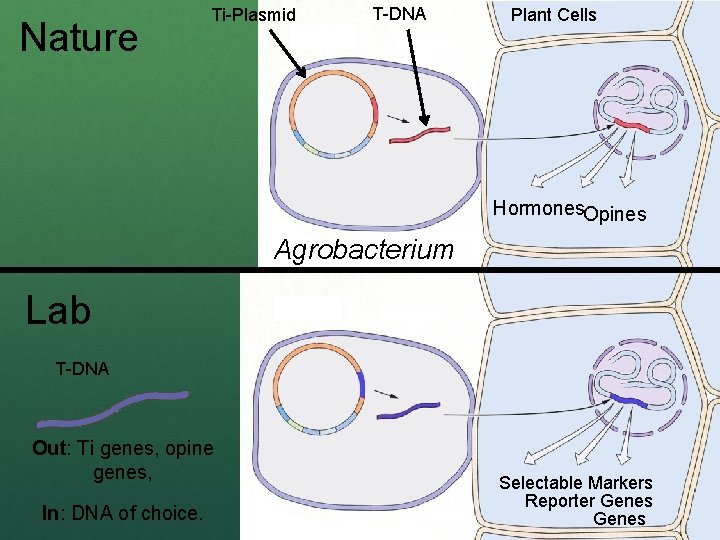 Nature Ti-Plasmid T-DNA Plant Cells Hormones. Opines Agrobacterium Lab T-DNA Out: Ti genes, opine