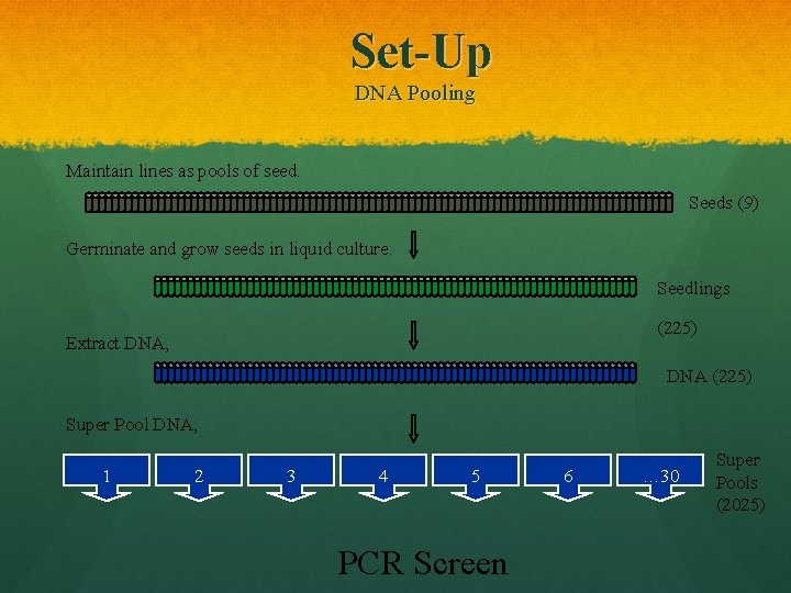 Set-Up DNA Pooling Maintain lines as pools of seed. Seeds (9) Germinate and grow