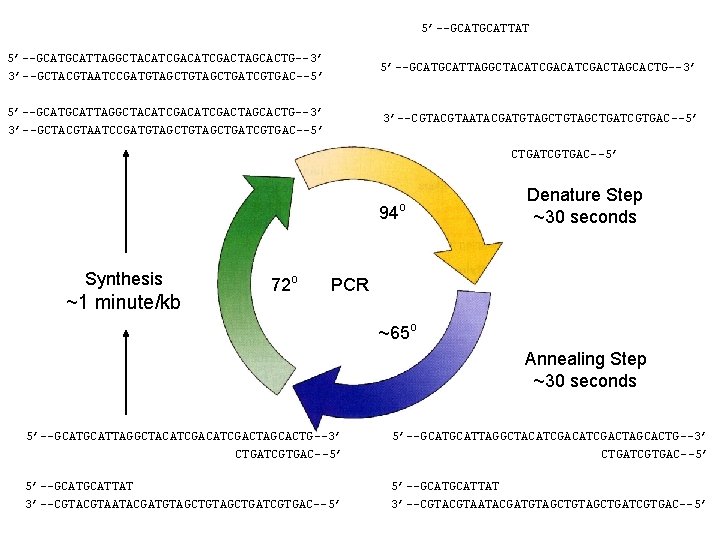 5’--GCATTAT 5’--GCATGCATTAGGCTACATCGACATCGACTAGCACTG--3’ 3’--GCTACGTAATCCGATGTAGCTGATCGTGAC--5’ 5’--GCATTAGGCTACATCGACTAGCACTG--3’ 3’--GCTACGTAATCCGATGTAGCTGATCGTGAC--5’ 3’--CGTAATACGATGTAGCTGATCGTGAC--5’ 94 Synthesis ~1 minute/kb 72 o o Denature