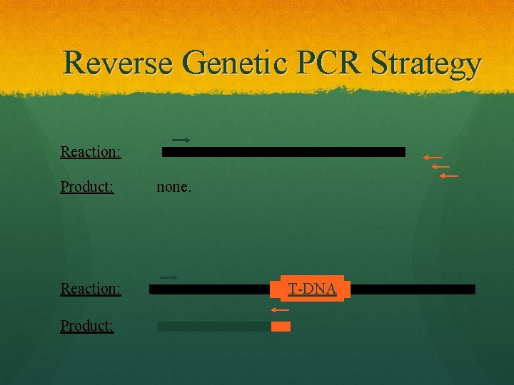 Reverse Genetic PCR Strategy Reaction: Product: none. T-DNA 