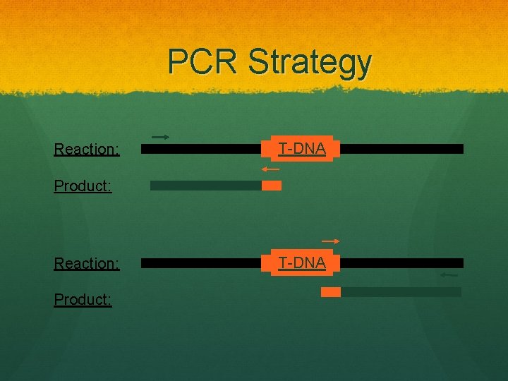 PCR Strategy Reaction: T-DNA Product: Reaction: Product: T-DNA 