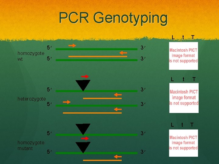 PCR Genotyping 5’ homozygote 5’ wt heterozygote homozygote mutant L t T L t