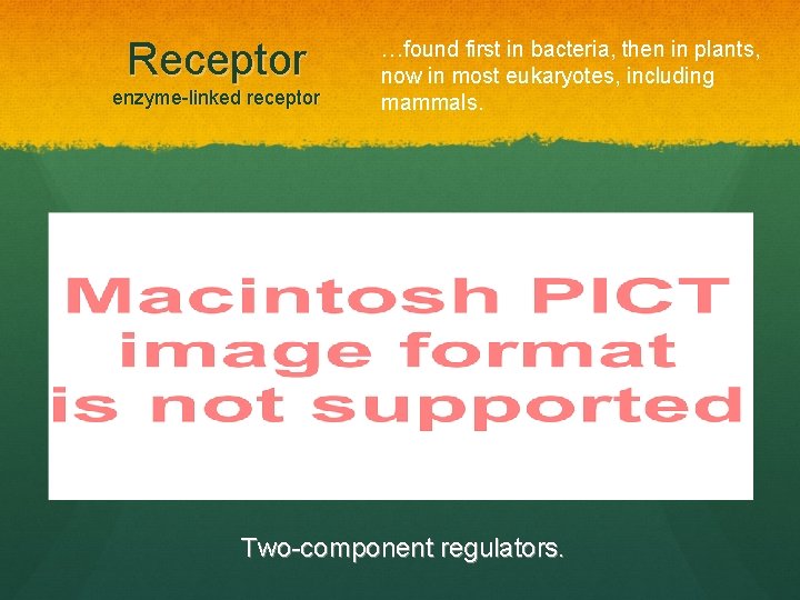 Receptor enzyme-linked receptor …found first in bacteria, then in plants, now in most eukaryotes,