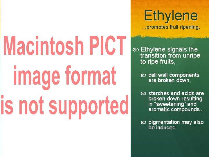 Ethylene …promotes fruit ripening, Ethylene signals the transition from unripe to ripe fruits, cell