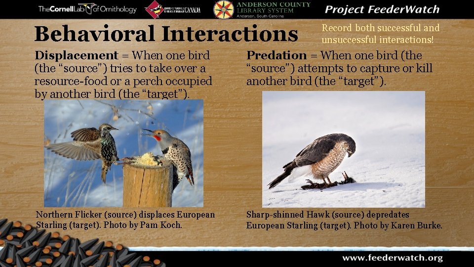 Behavioral Interactions Record both successful and unsuccessful interactions! Displacement = When one bird (the
