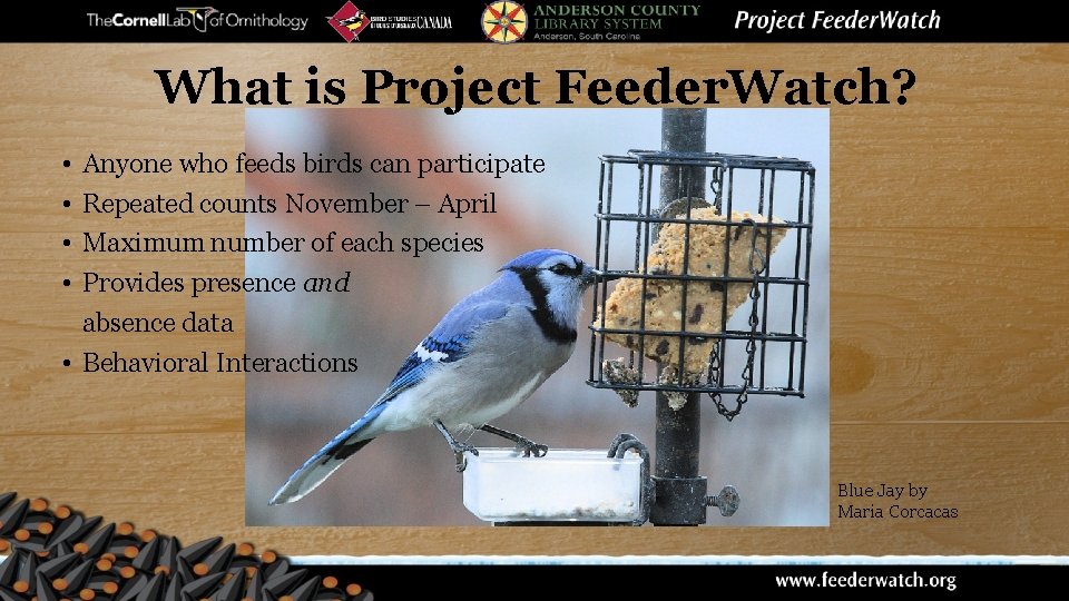 What is Project Feeder. Watch? • • Anyone who feeds birds can participate Repeated