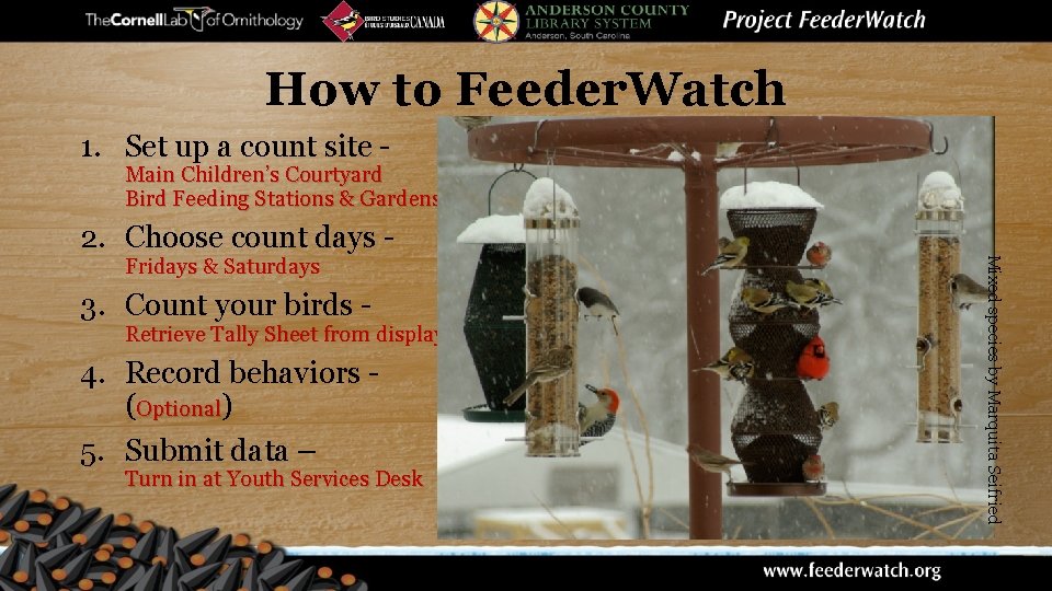 How to Feeder. Watch 1. Set up a count site - Main Children’s Courtyard