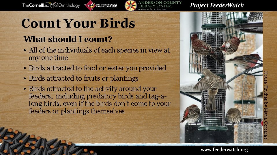 Count Your Birds What should I count? House Finches by Maria Corcacas • All