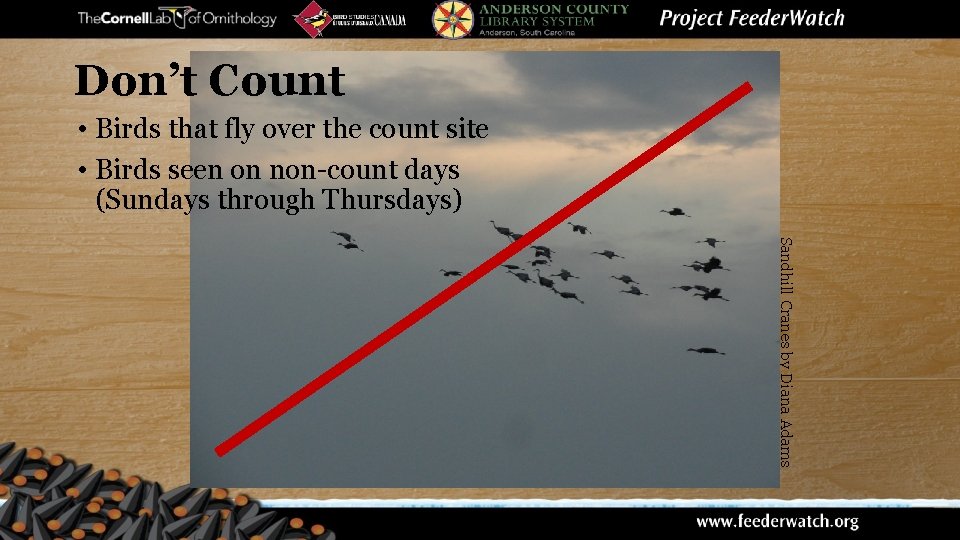 Don’t Count • Birds that fly over the count site • Birds seen on