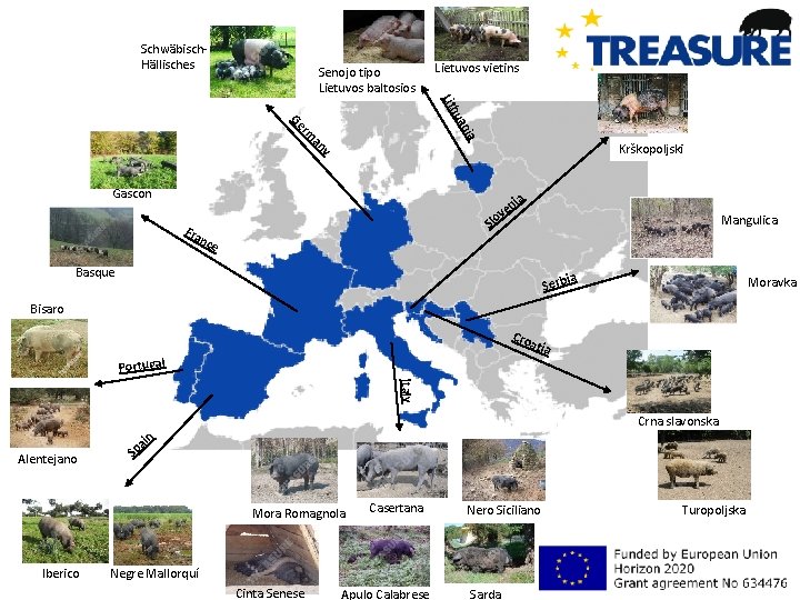 Schwäbisch. Hällisches Senojo tipo Lietuvos baltosios Lietuvos vietins hu Lit ia y an rm