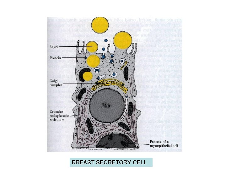 BREAST SECRETORY CELL 