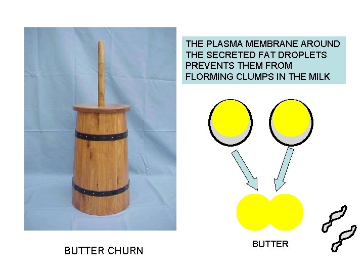 THE PLASMA MEMBRANE AROUND THE SECRETED FAT DROPLETS PREVENTS THEM FROM FLORMING CLUMPS IN