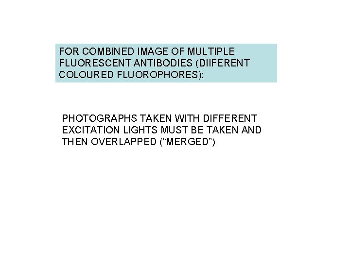 FOR COMBINED IMAGE OF MULTIPLE FLUORESCENT ANTIBODIES (DIIFERENT COLOURED FLUOROPHORES): PHOTOGRAPHS TAKEN WITH DIFFERENT