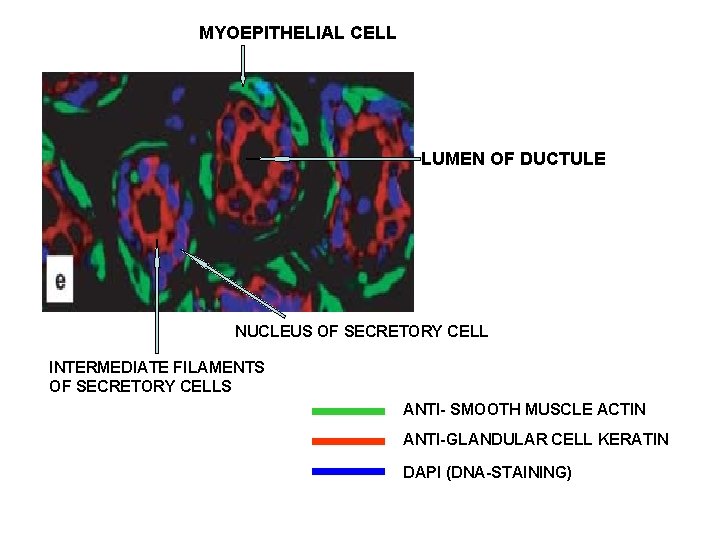 MYOEPITHELIAL CELL LUMEN OF DUCTULE NUCLEUS OF SECRETORY CELL INTERMEDIATE FILAMENTS OF SECRETORY CELLS