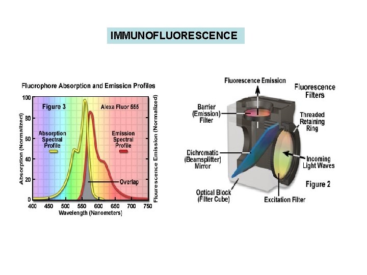 IMMUNOFLUORESCENCE 