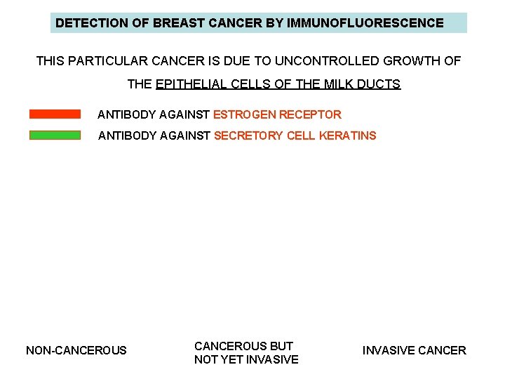 DETECTION OF BREAST CANCER BY IMMUNOFLUORESCENCE THIS PARTICULAR CANCER IS DUE TO UNCONTROLLED GROWTH