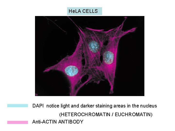 He. LA CELLS DAPI notice light and darker staining areas in the nucleus (HETEROCHROMATIN