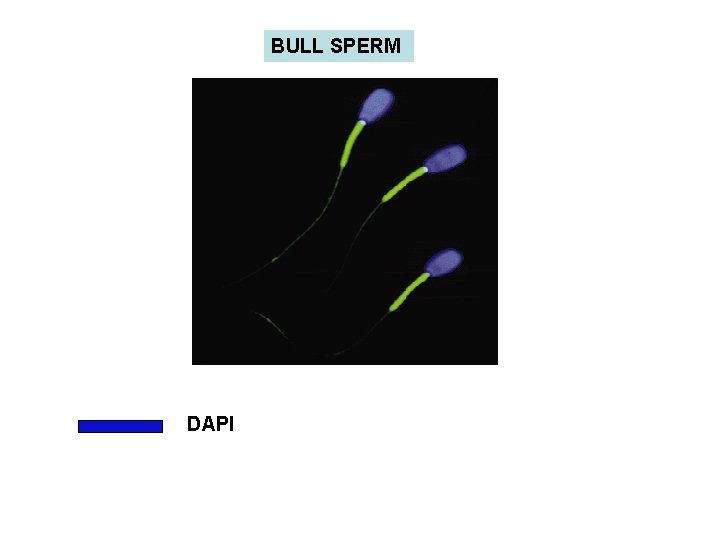 BULL SPERM DAPI 