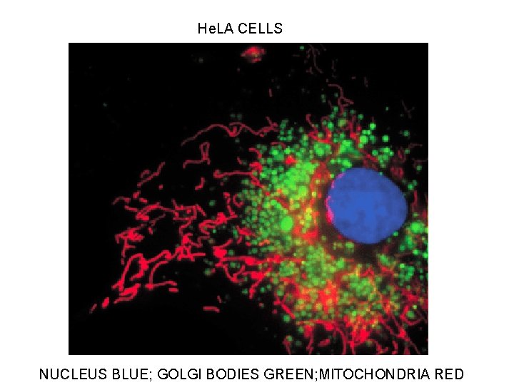 He. LA CELLS NUCLEUS BLUE; GOLGI BODIES GREEN; MITOCHONDRIA RED 