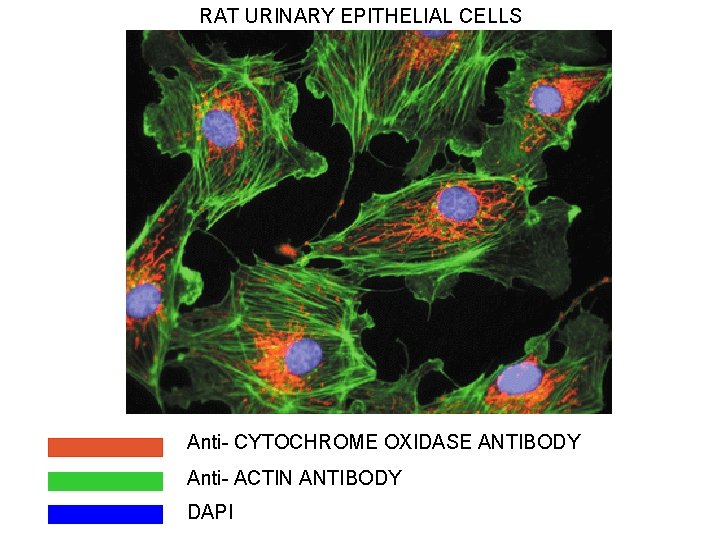RAT URINARY EPITHELIAL CELLS Anti- CYTOCHROME OXIDASE ANTIBODY Anti- ACTIN ANTIBODY DAPI 